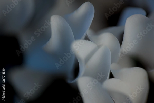 Obraz 白いシクラメンの花びら