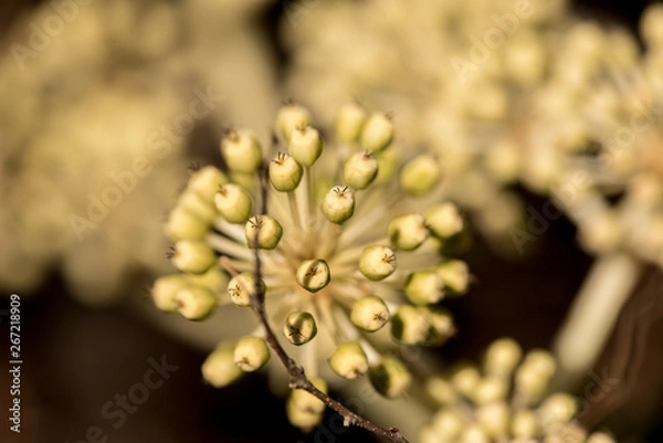 Fototapeta 八つ手の実