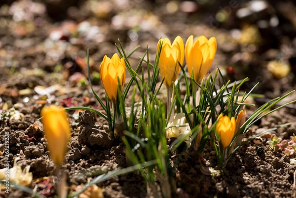 Obraz クロッカスの花