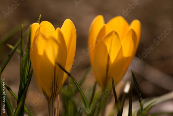 Obraz クロッカスの花