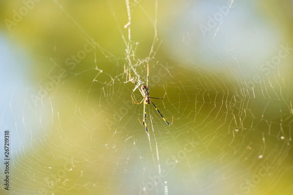 Obraz 蜘蛛の巣