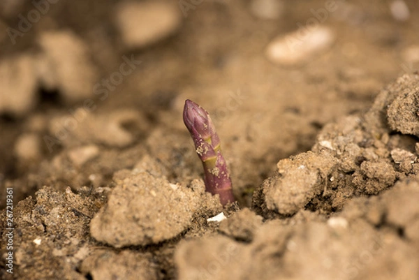 Obraz アスパラガスの芽