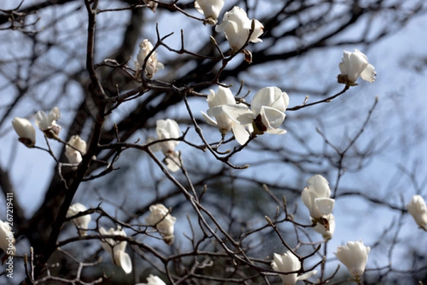 Obraz こぶしの花