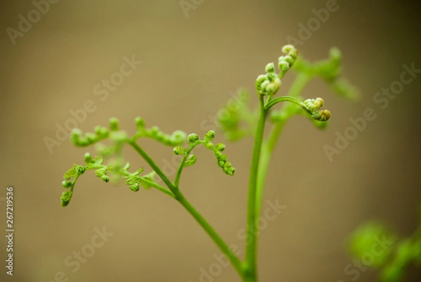 Obraz わらび　春の野草