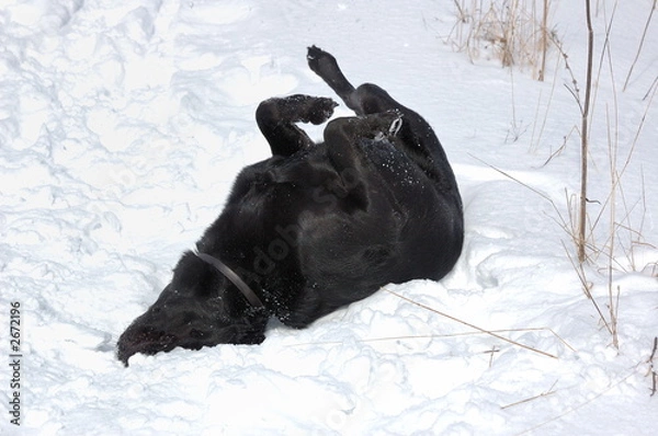 Obraz guiness loves winter