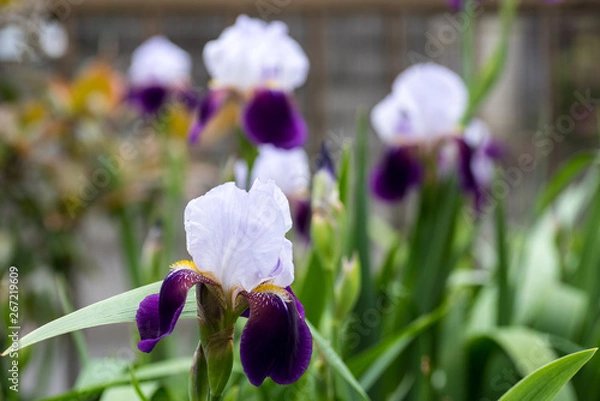 Obraz わらび　春の野草