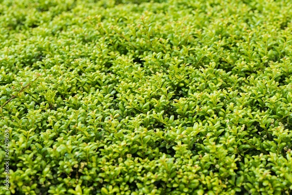 Obraz 玉柘植の葉