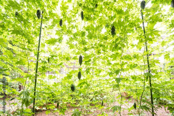 Obraz ゴーヤーの緑のカーテン