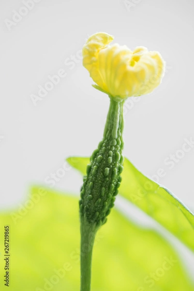 Obraz ゴーヤーの雌花