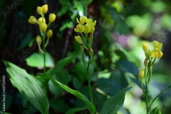 Obraz 金蘭（キンラン）