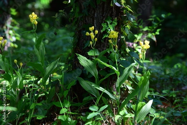 Obraz 金蘭（キンラン）