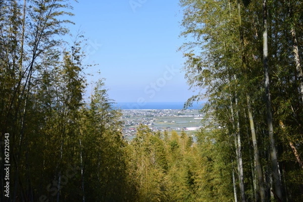 Obraz 竹藪からみた街並み