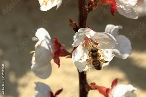 Obraz A bee on apricot blossoms