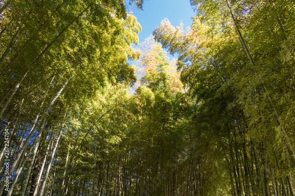 Obraz 青空と竹林