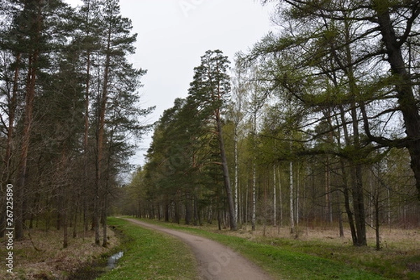 Fototapeta Road in the park