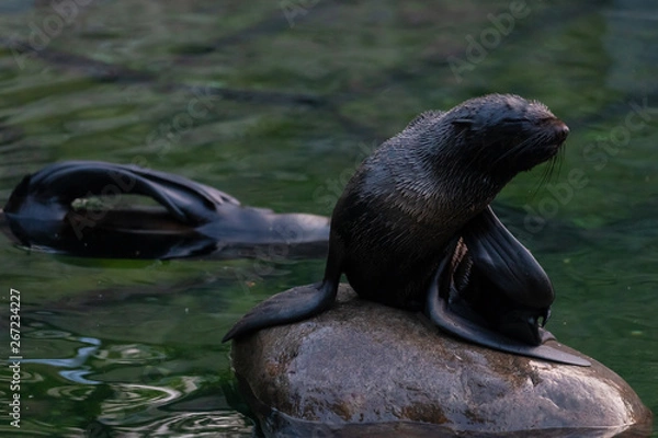 Fototapeta Seals in the Moscow Zoo