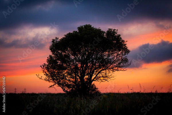 Obraz Silhouette Tree Sunset