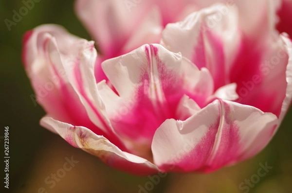 Obraz チューリップ