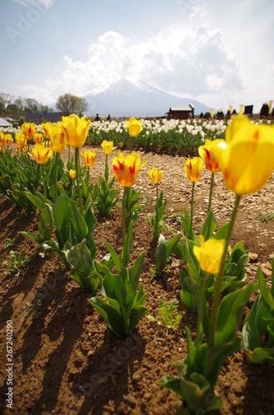 Obraz チューリップ