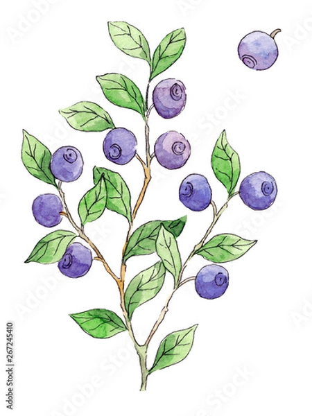 Obraz Watercolo blueberry isolated on white background.
