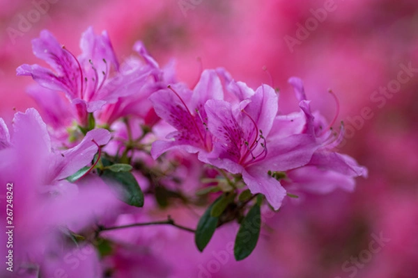 Obraz Florececr de los colores