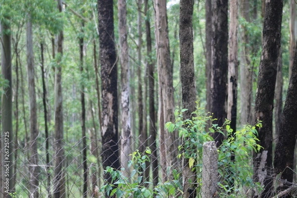 Fototapeta floresta