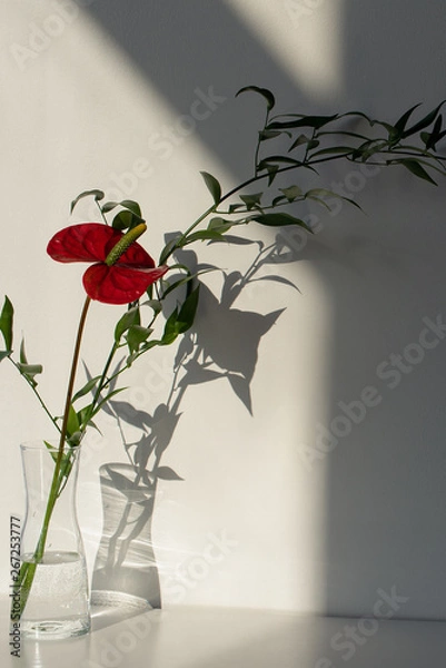 Fototapeta Anthurium Flower Bouquet on a White Background with Dramatic Shadows