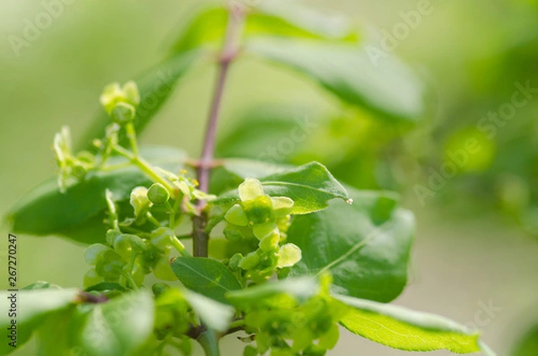 Fototapeta ニシキギの花