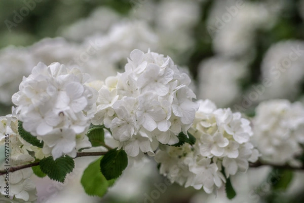 Obraz Pureza infinita