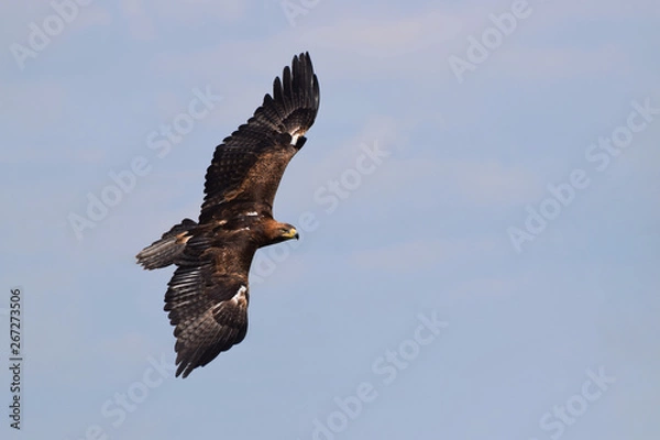 Obraz Golden Eagle in Flight