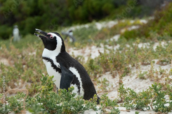Obraz Penguin at Boulders Beach