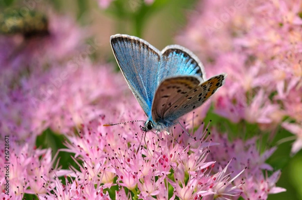 Obraz 展翅的蝴蝶