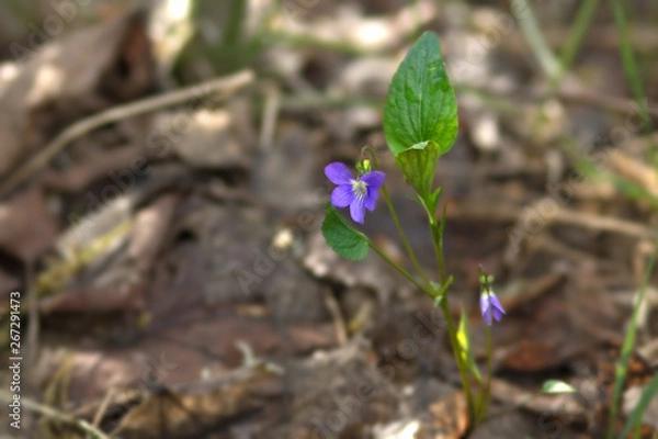 Fototapeta Medicinal plants. Wild violet viola in spring in the forest. The background is blurred