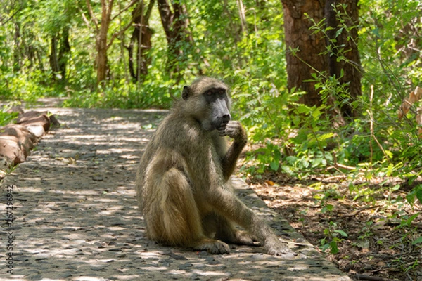 Obraz Baboon at Victoria Falls