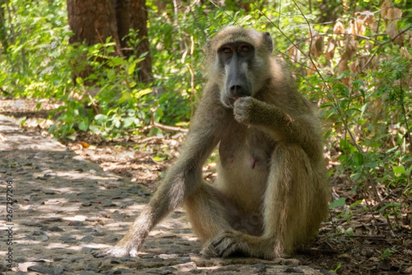 Obraz Baboon eating something