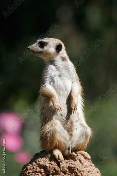 Obraz slender-tailed meerkat