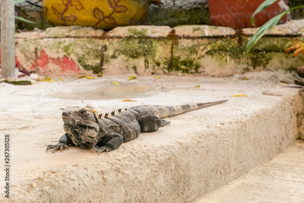 Fototapeta Iguana resting on a step