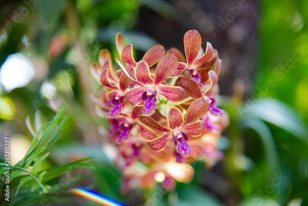 Obraz Orchid flower in orchid garden at winter or spring day for beauty and agriculture concept design.