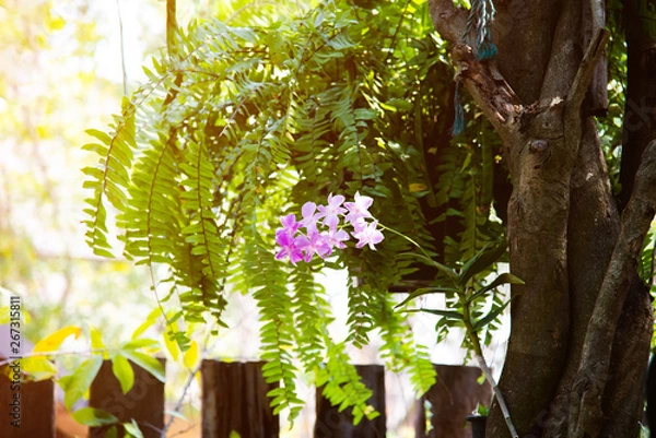 Obraz Orchid flower in orchid garden at winter or spring day for beauty and agriculture concept design.