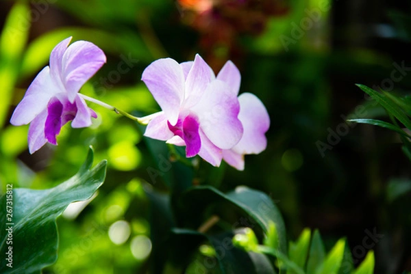 Obraz Orchid flower in orchid garden at winter or spring day for beauty and agriculture concept design.