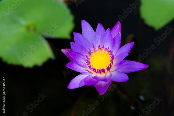 Obraz Close up of violet lotus flower or water lily with green leaves in the garden.
