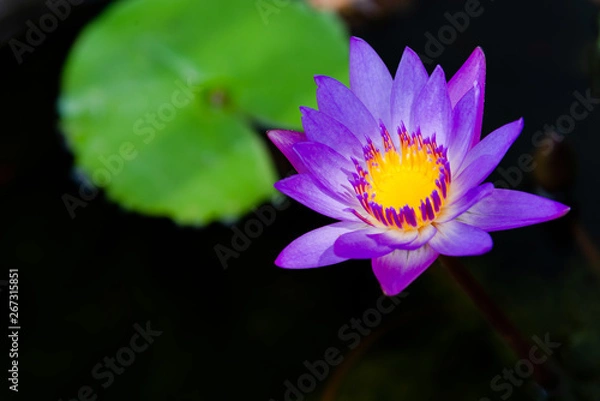Obraz Close up of violet lotus flower or water lily with green leaves in the garden.