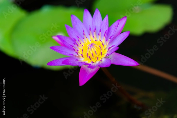 Obraz Close up of violet lotus flower or water lily with green leaves in the garden.