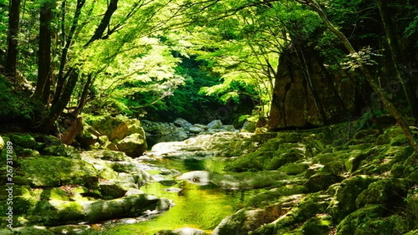 Obraz 赤目四十八滝