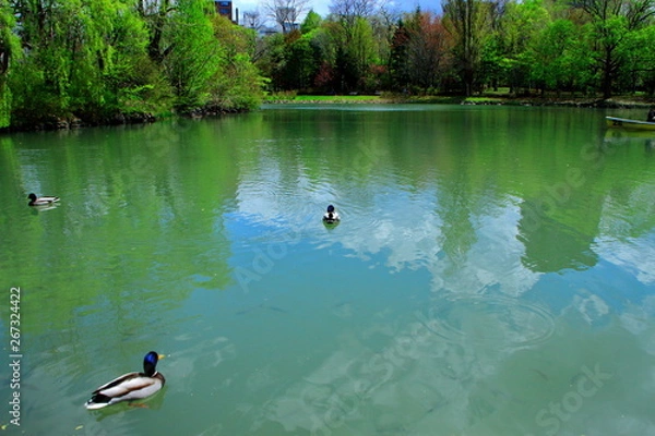 Obraz 札幌中島公園のボートと水鳥の風景