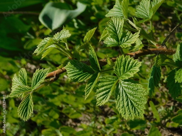 Obraz  raspberry bush in spring