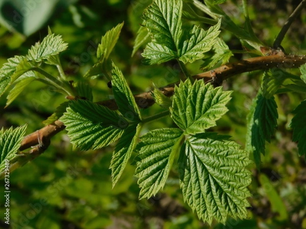Obraz  raspberry bush in spring