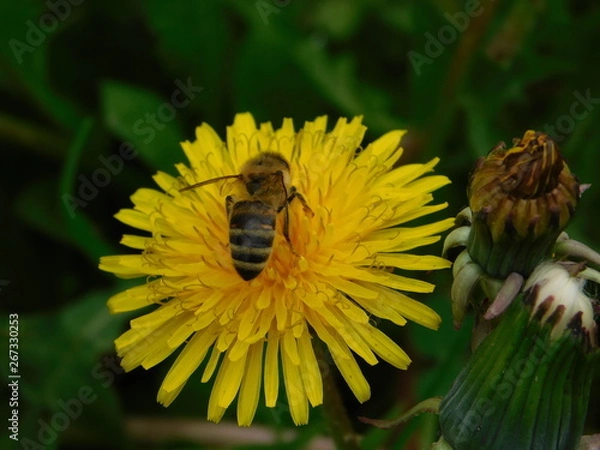 Obraz  wasp sits on a yellow dandelion
