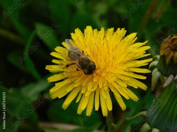 Obraz  wasp sits on a yellow dandelion