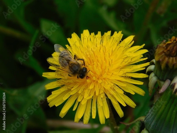 Obraz  wasp sits on a yellow dandelion